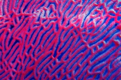 Coral - Red Sea, Egypt