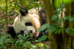 panda, Chengdu, China