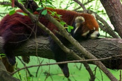 Red Panda, Chengdu, China
