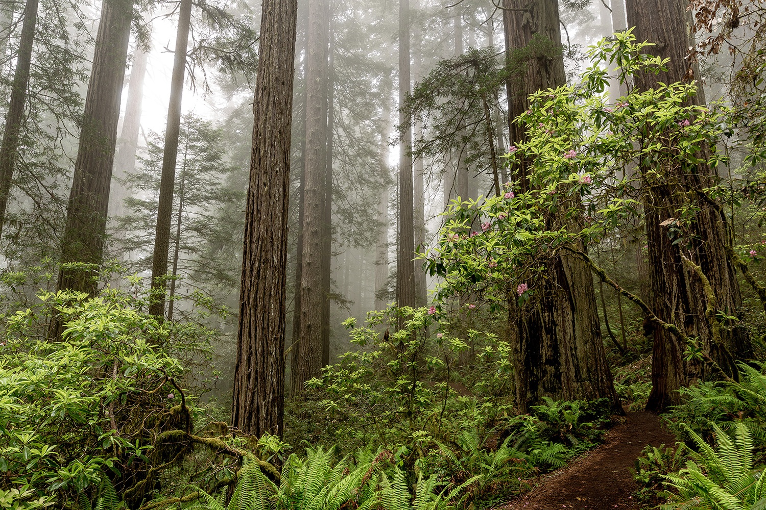Redwood National Park - California, USA