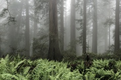 Redwood National Park - California, USA