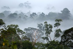 Danum Valley, Sabah, Borneo