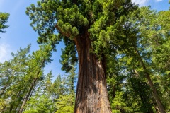 The Chandelier Tree -Leggett, California, USA