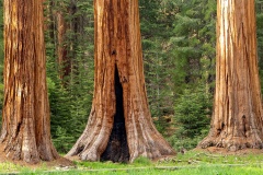 The Giant Forest - Sequoia National Park, California, USA