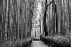 Arashiyama Bamboo Grove - Kyoto, Japan