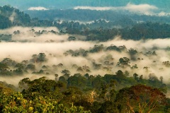 Danum Valley, Sabah, Borneo
