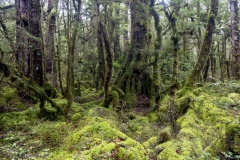 Fiordland National Park, New Zealand