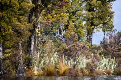 Okarito - South Westland, New Zealand