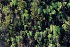 Lake Matheson - South Westland, New Zealand