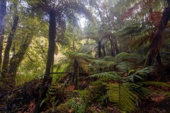 Lake Matheson - South Westland, New Zealand