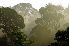 Danum Valley, Sabah, Borneo