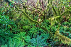 Fiordland National Park, New Zealand