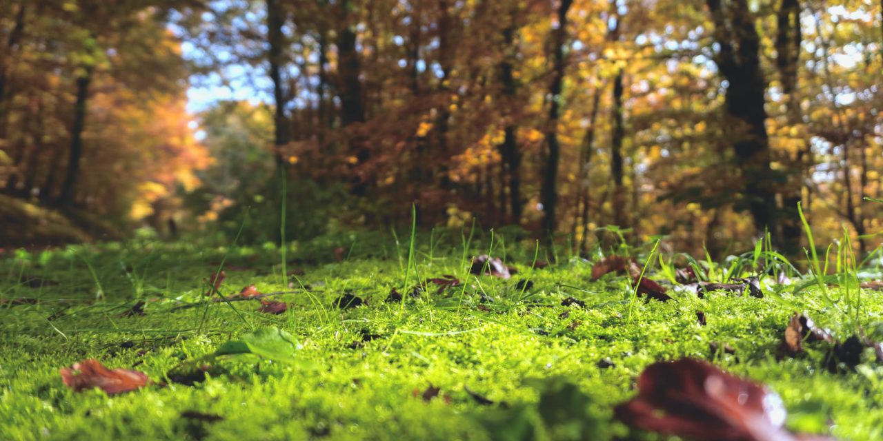 Forest Perspectives