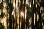 Arashiyama Bamboo Grove - Kyoto, Japan