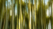 Arashiyama Bamboo Grove - Kyoto, Japan