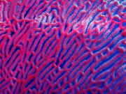 Coral - Red Sea, Egypt