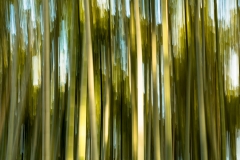 Arashiyama Bamboo Grove - Kyoto, Japan