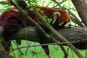Red Panda, Chengdu, China