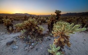 Cholla Cactus Garden - Joshua Tree National Park - California, USA