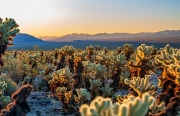 Cholla Cactus Garden - Joshua Tree National Park - California, USA