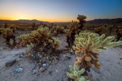 Cholla Cactus Garden - Joshua Tree National Park - California, USA