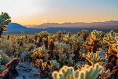 Cholla Cactus Garden - Joshua Tree National Park - California, USA