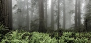Redwood National Park - California, USA