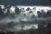 Danum Valley, Sabah, Borneo
