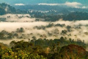 Danum Valley, Sabah, Borneo