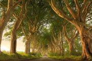 The Dark Hedges - County Antrim, Northern Ireland