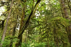 Rockport State Park - Washington, USA