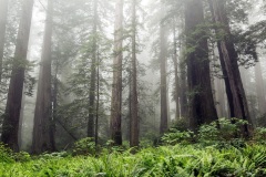 Redwood National Park - California, USA