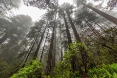 Redwood National Park - California, USA