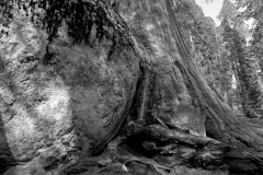 The Giant Forest - Sequoia National Park, California, USA