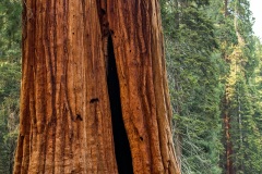 The Giant Forest - Sequoia National Park, California, USA