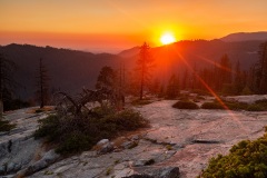 The Giant Forest - Sequoia National Park, California, USA