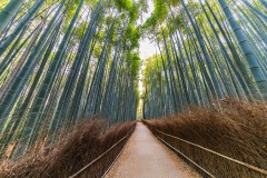 Arashiyama Bamboo Grove - Kyoto, Japan