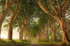 The Dark Hedges - County Antrim, Northern Ireland