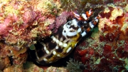 Dragon-Moray2